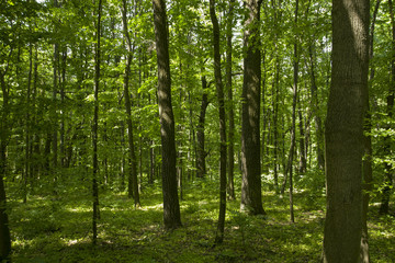 Forest landscape, tall trees in a dense forest. Green plants. Summer day.