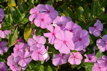 fiore