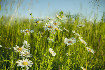 Field of daisy flowers. Chamomile in the field. White flowers on a background of green plants and sky.