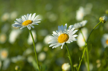 Field of daisy flowers. Chamomile in the field. White flowers on a background of green plants.