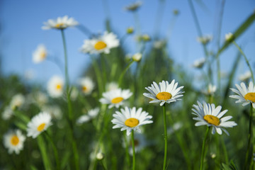 Fototapeta na wymiar Field of daisy flowers. Chamomile in the field. White flowers on a background of green plants and sky.