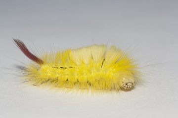 big, hairy caterpillar
