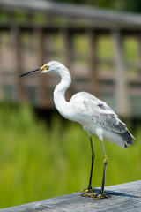Juvenile White Heron