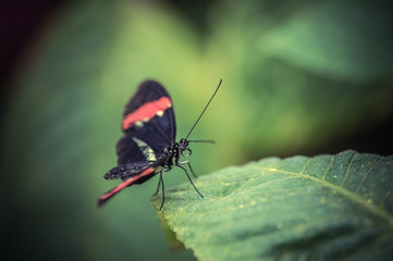 Obraz na płótnie Canvas insecte seul papillon noir et blanc en gros plan posé sur une feuille verte de profil