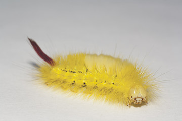 big, hairy caterpillar