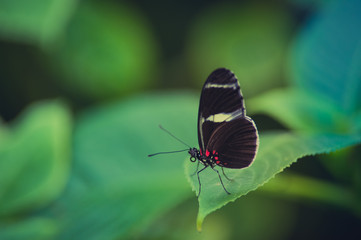 Fototapeta na wymiar insecte seul papillon noir et blanc en gros plan posé sur une feuille verte en couleur