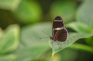 Obraz na płótnie Canvas insecte seul papillon noir et blanc en gros plan posé sur une feuille verte