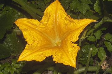 flower of vegetable marrow