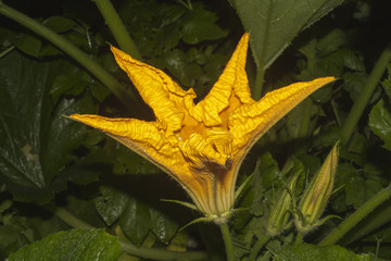 flower of vegetable marrow