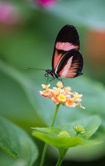 insecte papillon seul Helioconius erato butine une fleur jaune en plan rapproché