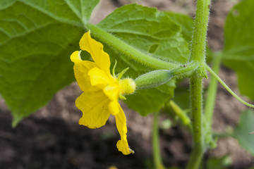 yellow flower of cucumber