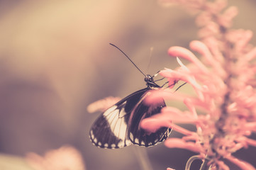 insecte papillon seul noir et blanc en gros plan avec lumière forte