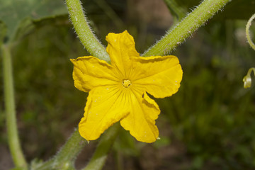 flower of cucumber