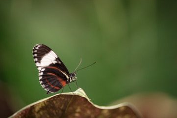 Fototapeta na wymiar insecte papillon seul noir et blanc en gros plan sur fonds vert sur une feuille
