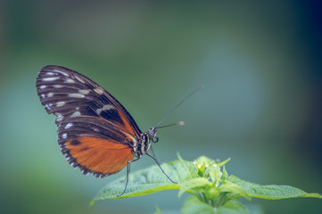 Fototapeta na wymiar insecte seul papillon Heliconius hecale orange et noir sur une feuille verte en gros plan sur fonds vert