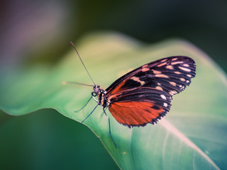 Fototapeta na wymiar insecte seul papillon Heliconius hecale orange et noir sur une feuille verte en gros plan