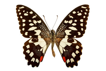 Papilio demodocus on a white background