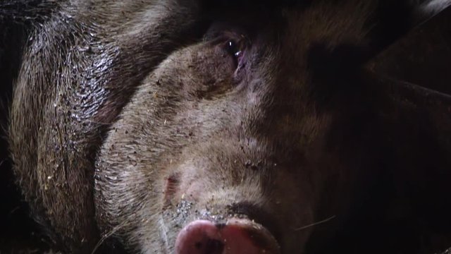 The pig breathes its snout, the pig's muzzle. Pig nose