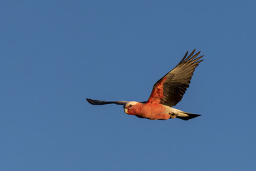 Galah (Eolophus roseicapilla) race 