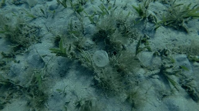Protective sheath of eggs Lugworm Arenicola marina attached to the bottom among seagrass. Red sea, Marsa Alam, Marsa Mubarak, Egypt (Underwater shot, 4K / 60fps)
