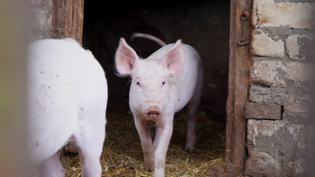 Two small white pigs emerge from a pigsty, piglets