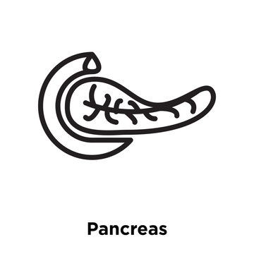 pancreas icons isolated on white background. Modern and editable pancreas icon. Simple icon vector illustration.