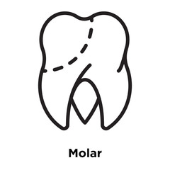 molar icons isolated on white background. Modern and editable molar icon. Simple icon vector illustration.