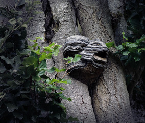 Tree trunk with large excrescence that looks like a monster's head baring its teeth