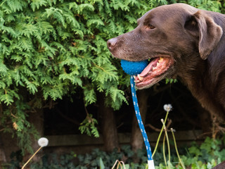 Brown Labrador Retriever Dog playing with a ball