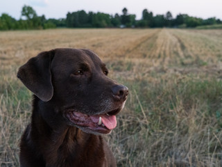 Fototapeta premium Brown Labrador Retriever Dog