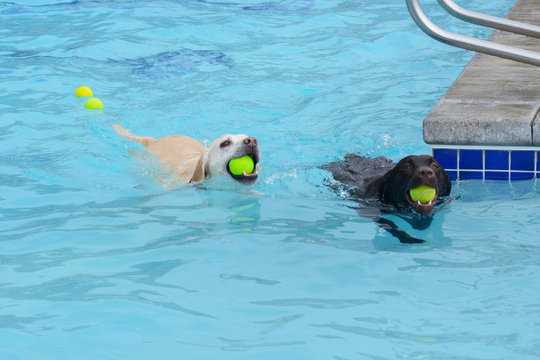 White golden labrador retriever crossbreed and black labrador retriever swimming with tennis balls in mouth in swimming pool - Powered by Adobe