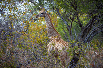 Lone Giraffe in Kruger National Park, South Africa