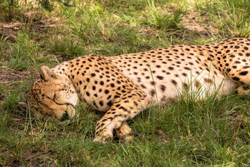 Cheetah Sleeping