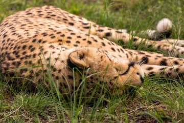 Cheetah Sleeping