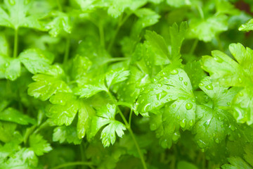 Green leaves of parsley