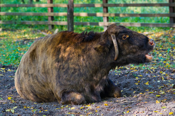Zubron - hybrid of bison and cow