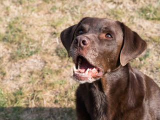 Brown Labrador Retriever Dog