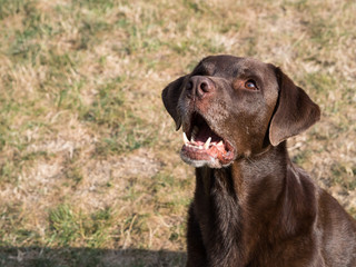 Brown Labrador Retriever Dog