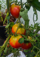 Ripe organic tomatoes in garden ready to harvest