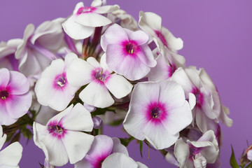 Naklejka na ściany i meble Delicate phlox flowers with bright center isolated on a pink background, close-up.