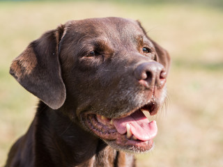 Brown Labrador Retriever Dog