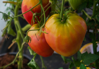 Ripe organic tomatoes in garden ready to harvest