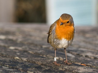 Red-Breasted Robin Perched on Wooden Table Searching for Crumbs in Autumn