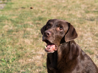 Brown Labrador Retriever Dog