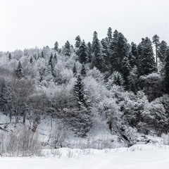 Snow covered mixed forest on the hill