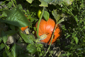 Ripe orange pumpkin growing in the vegetable garden, the harvest. Preparation for Halloween