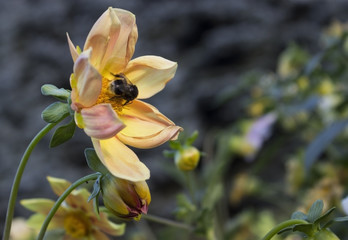 Fototapeta na wymiar Bumblebee in flower.
