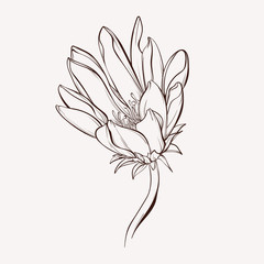 Vector flower. Floral card. Wild flower. Element for design. Hand-drawn contour lines and strokes.