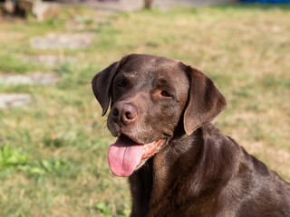 Brown Labrador Retriever Dog