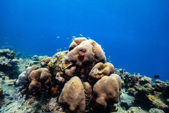 Fototapeta Rafa koralowa pod wodą